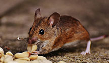 24 Hour & Emergency Exterminators in Buffalo Vly, TN